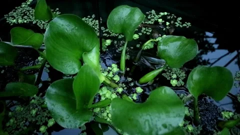 Limnocharis flava plant Stock Footage 331816290
