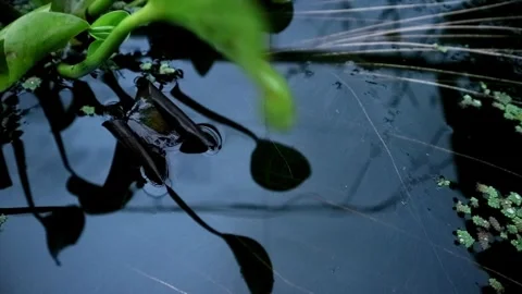 Limnocharis flava plant Stock-Footage 331816433