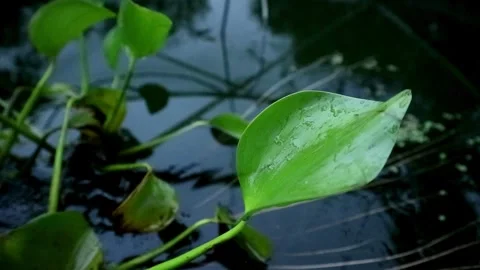 Limnocharis flava plant Stock-Footage 331816441