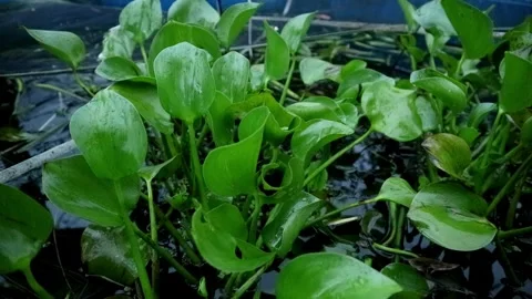 Limnocharis flava plant Stock-Footage 331816536