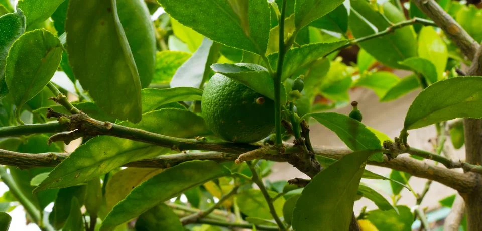 Limon - Lemon Stock Photos