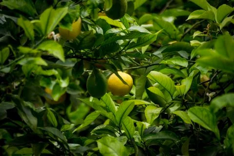 Limoni 写真素材