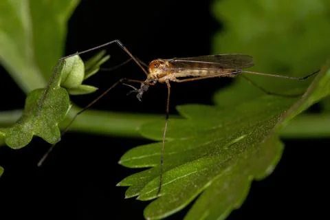 Limoniid Crane Fly Foto stock