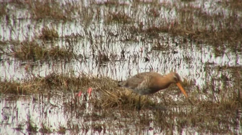 Limosa limosa Stock Footage 18185760
