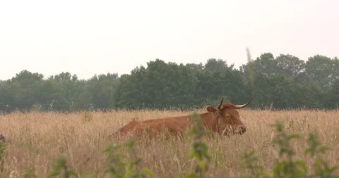 Limousin bull lying down in high grass, ruminating Stock Footage 111761420