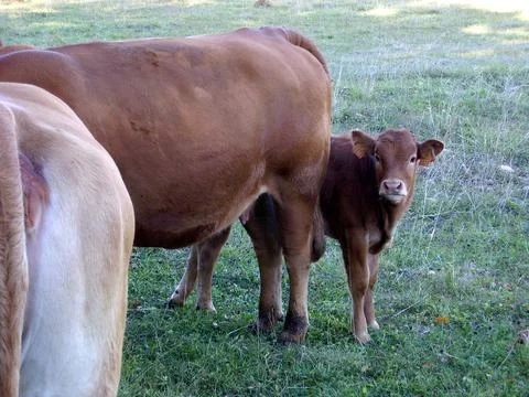 Limousin calf Stock Photos