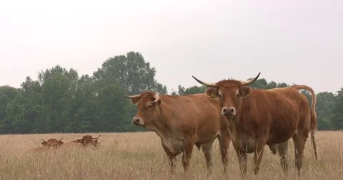 Limousin cattle herd - on camera + stepping out of frame Stock Footage 111761323