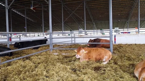 Limousin cattle lying on straw in a modern livestock farm barn. Healthy beef cow Stock Footage 341408284