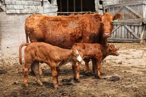 Limousin cattle Stock Photos