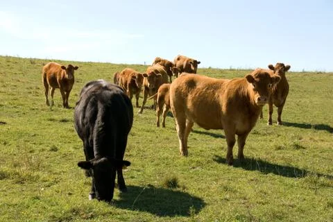 Limousin cattle Stock Photos