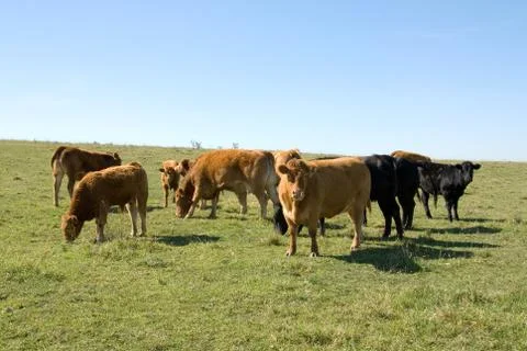 Limousin cattle Stock Photos