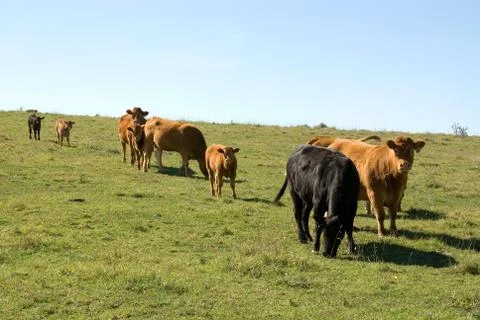 Limousin Cattle Foto stock
