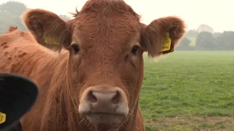 Limousin cows close up Stock Footage 92473604