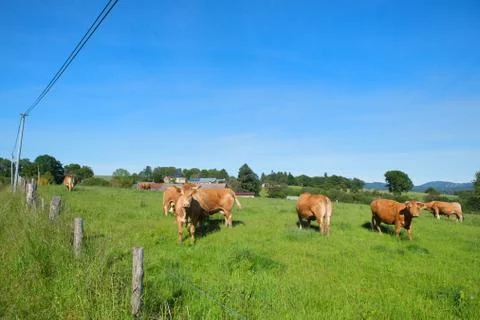 Limousin cows in landscape Stock Photos