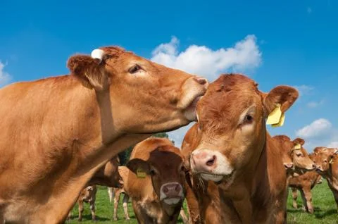 Limousin cows Stock Photos