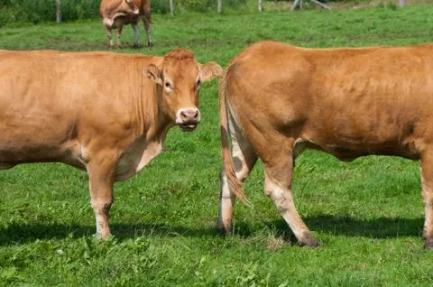 Limousin cows Stock Photos