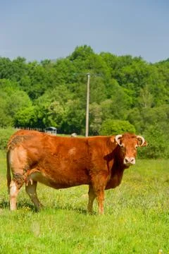 Limousin cows Stock Photos