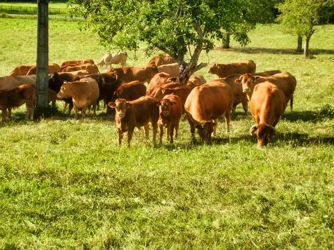 Limousin cows Stock Photos