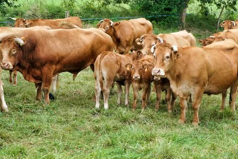 Limousin cows. Stock Photos