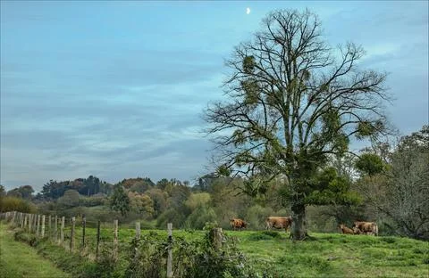Limousin cows stood under a tree in a field  under a tree which is covered .. Stock Photos