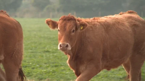 Limousin cows walking through a grass field Stock Footage 92473606