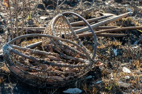 A limp, dry carrot in an old rustic wicker basket. Poor vegetable harvest in  Stock Photos