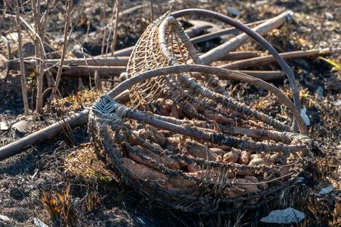 A limp, dry carrot in an old rustic wicker basket. Poor vegetable harvest in  Fotos Stock