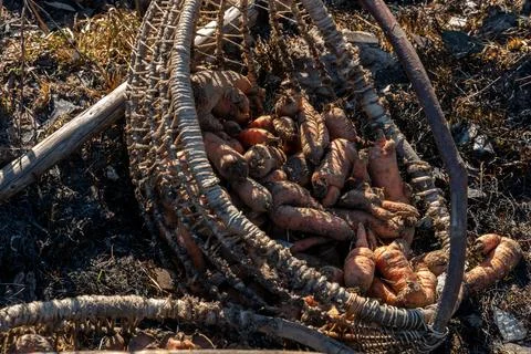 A limp, dry carrot in an old rustic wicker basket. Poor vegetable harvest in  Stock Photos