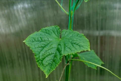 A limp green cucumber leaf. Foto stock