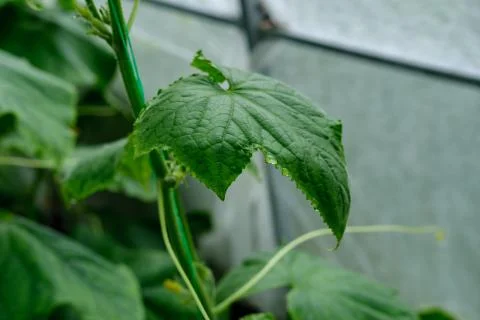A limp green cucumber leaf. Stock Photos