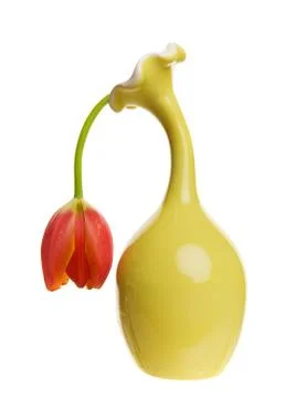 Limp tulip Stock Photos