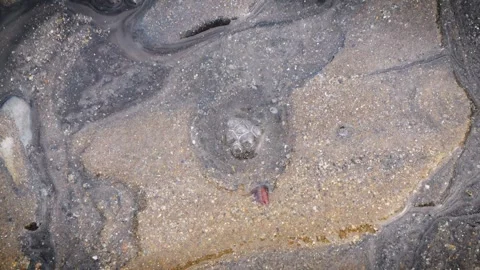 Limpet shell fish breathing air bubbles sandy water stock footage Stock-Footage 315289077