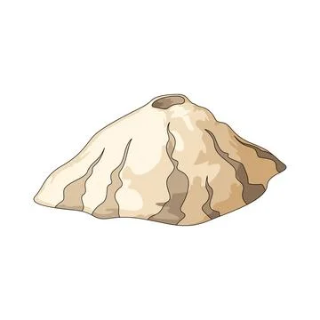 Limpet shell illustration Stock Illustration