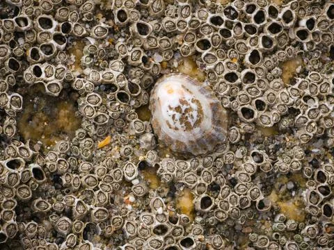 Limpet shell surrounded by barnacles on Portuguese coast Stock Photos