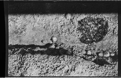 Limpets and Barnacles on Intertidal Rock Stock Photos