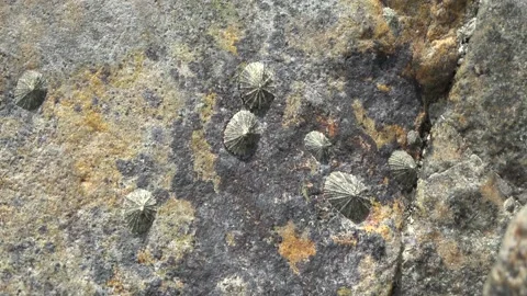 Limpets, Malaysia Stock Footage 180933708
