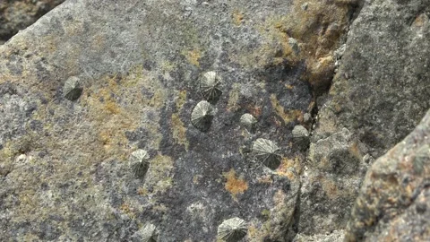 Limpets, Malaysia Video stock 180933939