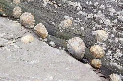 Limpets Stock Photos