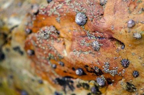 Limpets on Rock Surface at Low Tide, Close-Up Marine Coastal Texture Stock Photos