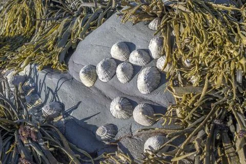 Limpets on the rocks Foto stock