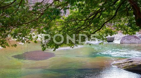 Limpid stream with greens Stock Photos