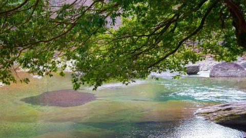 Limpid stream with greens Foto stock