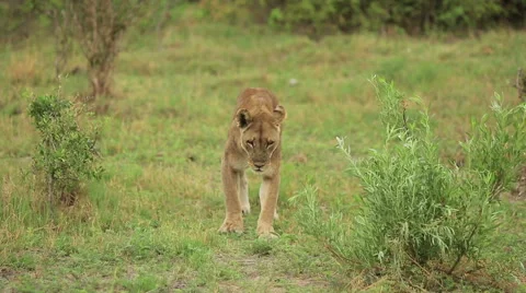 Limping Lion Stock Footage 40480802