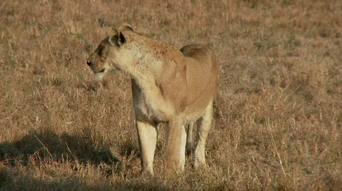 Limping Lioness 库存影片 631960