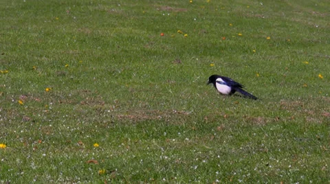 Limping magpie on the grass Vídeos de archivo 24595696