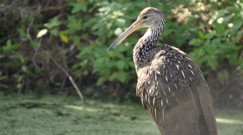 Limpkin (Aramus guarauna) Stock Footage 59474916