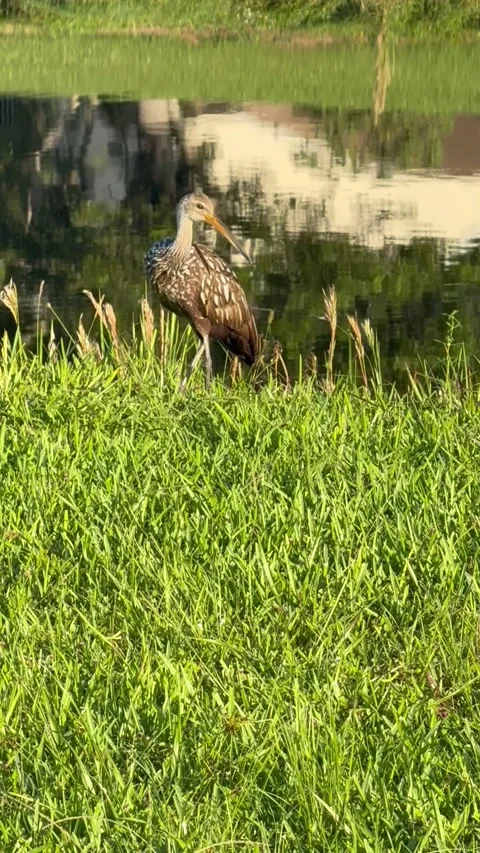 Limpkin (Aramus guarauna) Stock Footage 332867470
