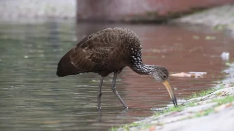 Limpkin (Aramus guarauna) searching snails in a public park in Buenos Aires Stock Footage