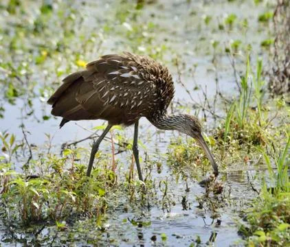 Limpkin bird Stock Photos