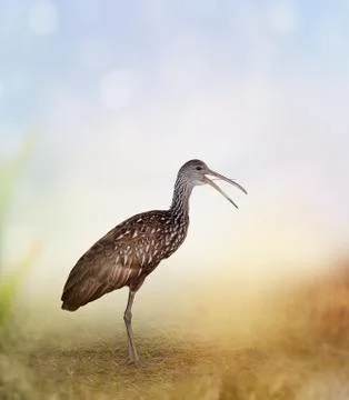 Limpkin Bird Stock Photos